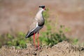 Crowned Lapwing side view