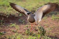 Crowned Lapwing trying to fend off a small snake