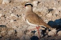 Crowned Lapwing - Vanellus Coronatus Royalty Free Stock Photo