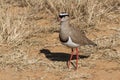 Crowned Lapwing Vanellus coronatus closeup standing in dry grass in South Africa