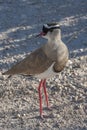 Crowned Lapwing  Vanellus coronatus Namibia Royalty Free Stock Photo