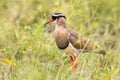 Crowned lapwing