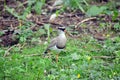 Crowned Lapwing Vanellus Coronatus in Nature Royalty Free Stock Photo