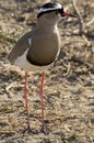 Crowned lapwing (Vanellus coronatus)