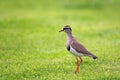 Crowned Lapwing (Vanellus coronatus) Royalty Free Stock Photo