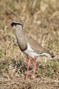 A Crowned Lapwing Vanellus coronatus standing in the dry grass with bokeh Royalty Free Stock Photo