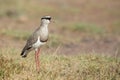 Crowned Lapwing (Vanellus coronatus) in Tanzania Royalty Free Stock Photo