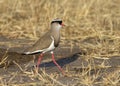 Crowned Lapwing Vanellus coronatus Walking Through the Grass Royalty Free Stock Photo