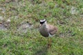 Crowned Lapwing walking looking for insects, seen from above