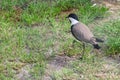 Crowned Lapwing walking looking for insects, seen from above