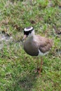 Crowned Lapwing walking looking for insects, seen from above