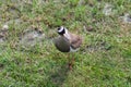 Crowned Lapwing walking looking for insects, seen from above