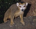 Crowned lemur Royalty Free Stock Photo