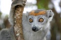 Crowned lemur Royalty Free Stock Photo