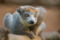 Crowned Lemur Royalty Free Stock Photo