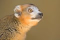 Crowned Lemur Royalty Free Stock Photo
