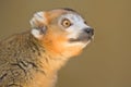 Crowned Lemur