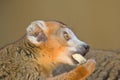 Crowned Lemur