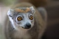 Crowned lemur Ankarana National Park Royalty Free Stock Photo