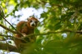 Crowned lemur Ankarana National Park, Madagascar Royalty Free Stock Photo