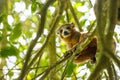 Crowned lemur Ankarana National Park, Madagascar Royalty Free Stock Photo