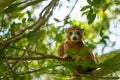 Crowned lemur Ankarana National Park, Madagascar Royalty Free Stock Photo