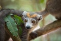 Crowned lemur Ankarana National Park Royalty Free Stock Photo