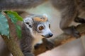 Crowned lemur Ankarana National Park