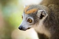 Crowned lemur Ankarana National Park Royalty Free Stock Photo