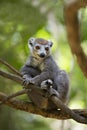 Crowned lemur Ankarana National Park