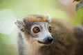 Crowned lemur Ankarana National Park Royalty Free Stock Photo