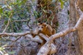 Crowned Lemur in Ankarana Park Madagascar Royalty Free Stock Photo