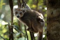 Crowned lemur, Madagascar Royalty Free Stock Photo