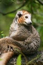 Crowned lemur (Eulemur coronatus) Royalty Free Stock Photo