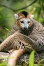 Crowned lemur (Eulemur coronatus) Royalty Free Stock Photo