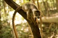 Crowned lemur, Eulemur coronatus, on a branch in Ankaran Reserve, Madagascar Royalty Free Stock Photo