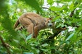 Crowned lemur in the branches of trees Royalty Free Stock Photo