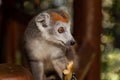 Crowned lemur (Eulemur Coronatus), endemic animal Royalty Free Stock Photo