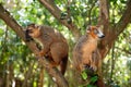 Crowned lemur (Eulemur Coronatus), endemic animal Royalty Free Stock Photo
