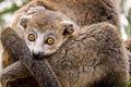 Crowned lemur