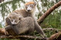 Crowned lemur Royalty Free Stock Photo