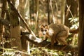 Crowned lemur, Eulemur coronatus, resting on a vine Ankarana Reserve, Madagascar