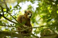 Crowned lemur, Eulemur coronatus, watching the photographer, Amber Mountain National Park, Madagascar Royalty Free Stock Photo