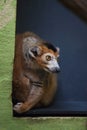 Crowned lemur (Eulemur coronatus). Royalty Free Stock Photo