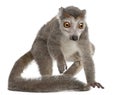 Crowned lemur, Eulemur coronatus, 2 years old