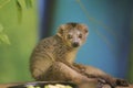 Crowned lemur Royalty Free Stock Photo