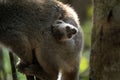 Crowned lemur, Madagascar Royalty Free Stock Photo