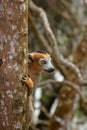 Crowned lemur male Royalty Free Stock Photo