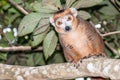 Crowned lemur Royalty Free Stock Photo