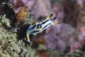 A Crowned nudibranch Polycera capensis